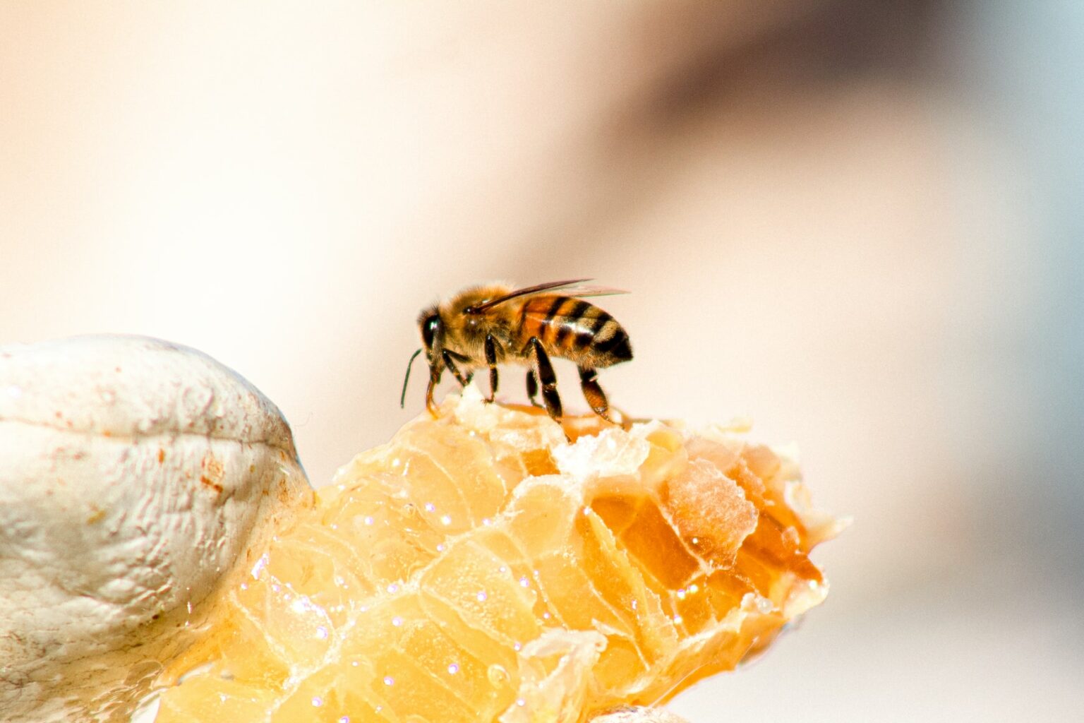 Nourrir Ses Abeilles Quand Et Comment Les Abeilles Et L Apiculture