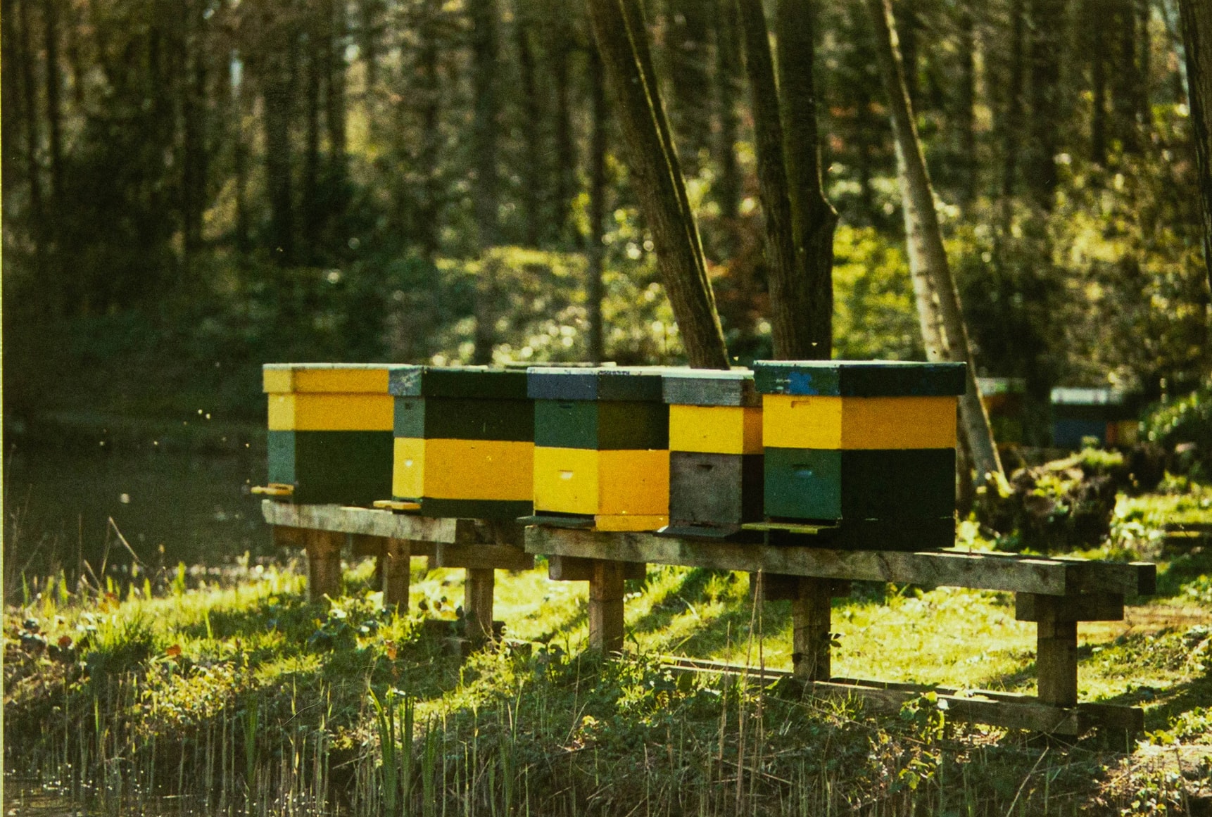 Ruche abeille chez soi : les 5 choses à savoir - Côté Maison