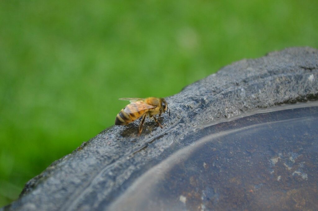point-eau-sur-pour-les-abeilles 