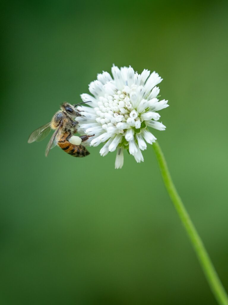pourquoi-accueillir-des-abeilles-dans-votre-jardin