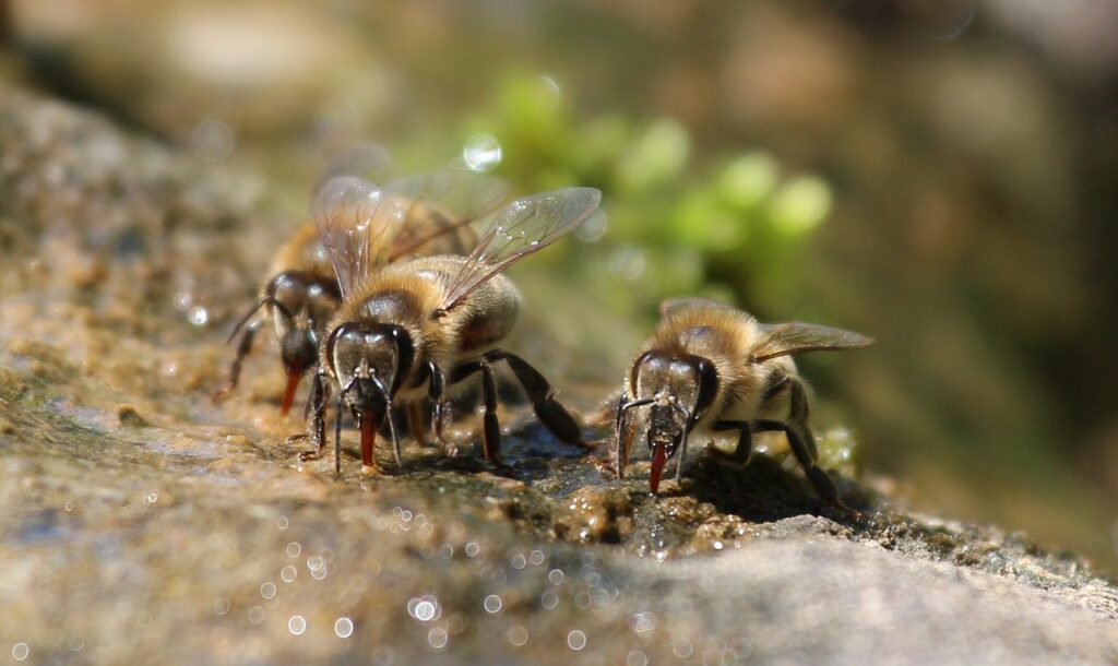 questions-frequemment-posees-sur-les-abreuvoirs-pour-abeilles