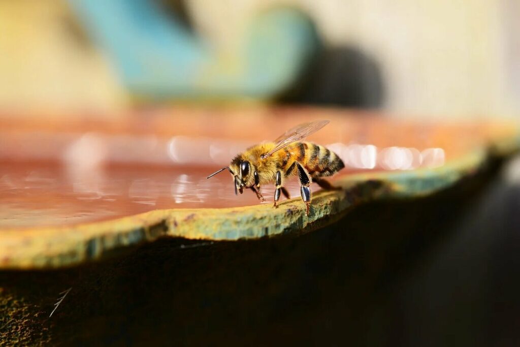 comment-creer-un-point-deau-sur-pour-les-abeilles 