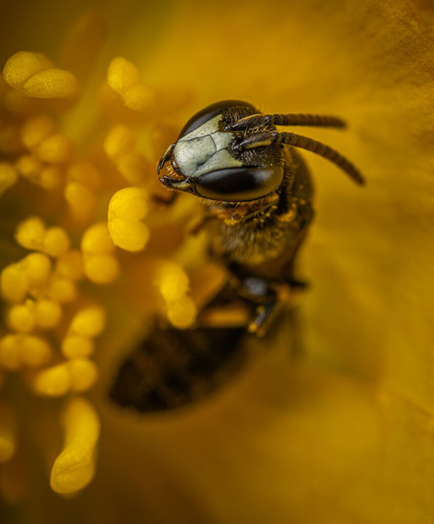 quelles-plantes-fleurs-les-abeilles-aiment-elles 