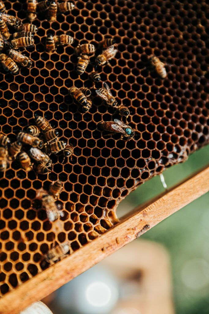 6-choses-insolites-sur-les-reines-des-abeilles