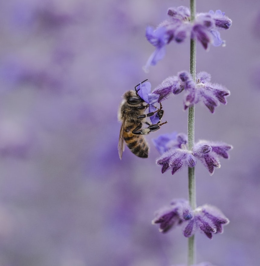 Apiculture Naturelle- le respect des abeilles
