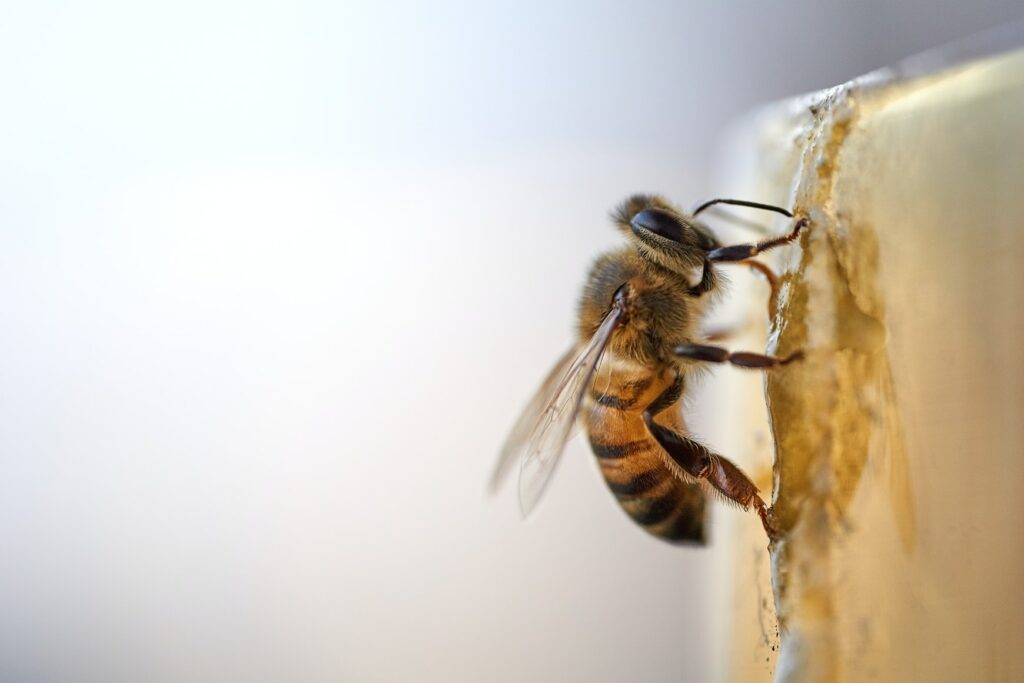 Comment les abeilles font-elles du miel ?