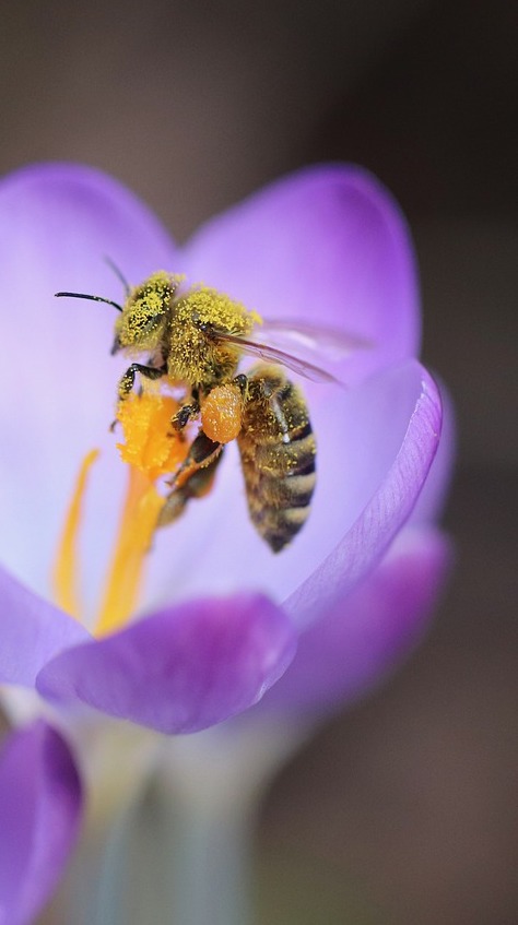 L'apiculture sans traitement