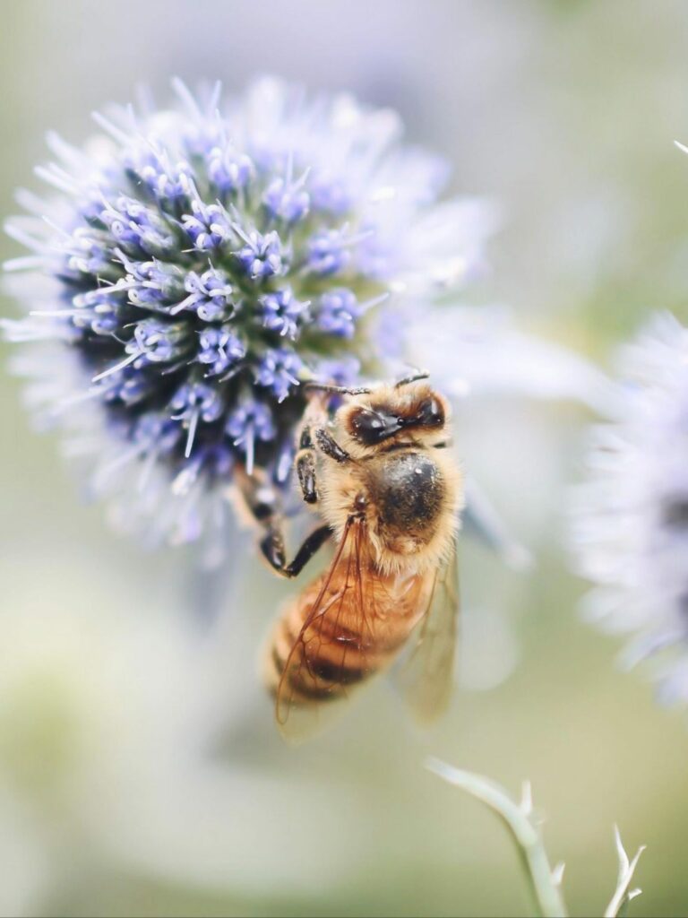 Quelle race d’abeilles élever choisir