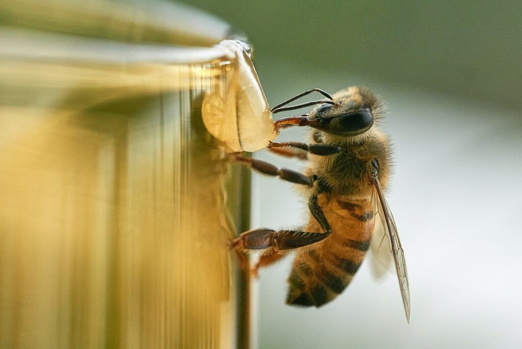 Récolte du miel