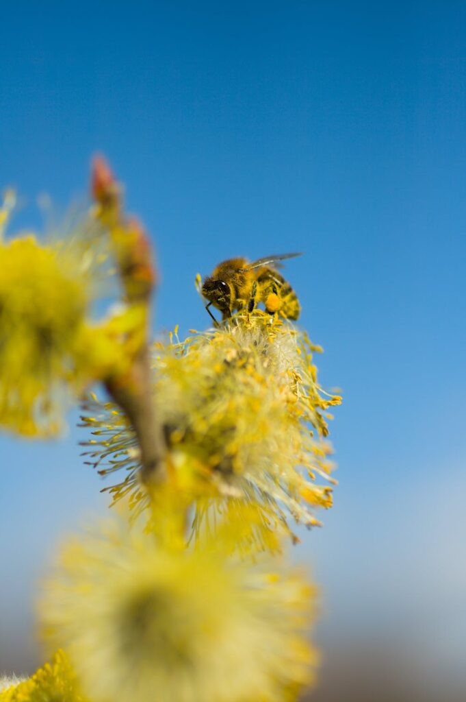 abeille-homme-apiculture