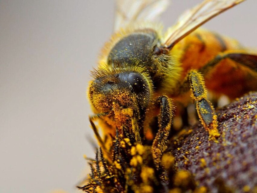 abeille hybride qui menace l’abeille noire européenne-apis-mellifera-