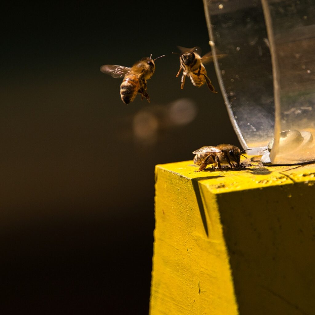 abeilles ouvrières