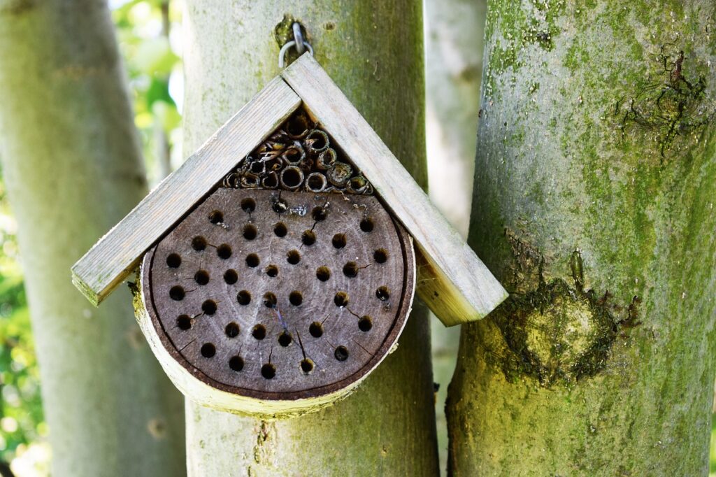 abeilles-sauvages-et-pollinisation