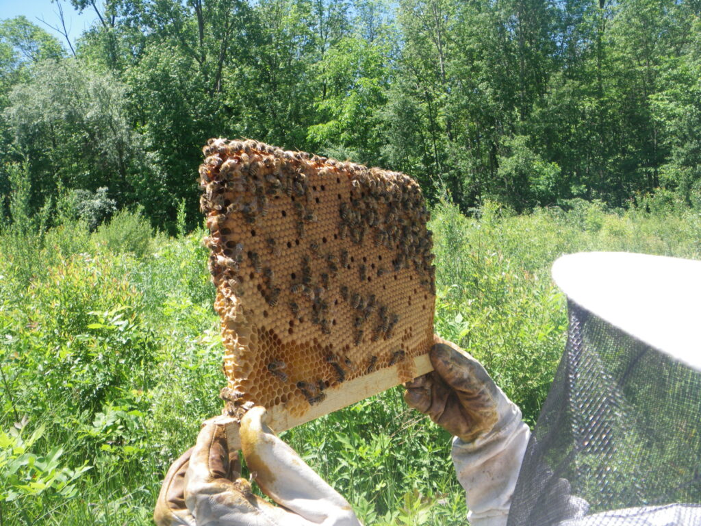 apiculture-CHOISIR LA RUCHE WARRÉ
