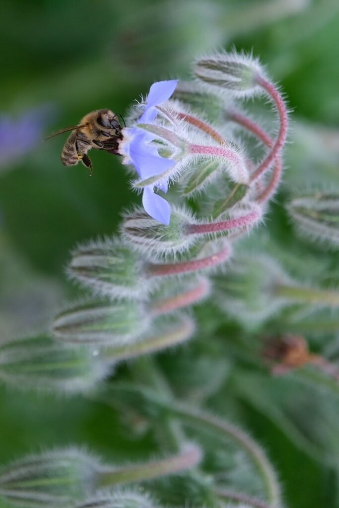 apiculture-apitherapie-une-solution-au-stress