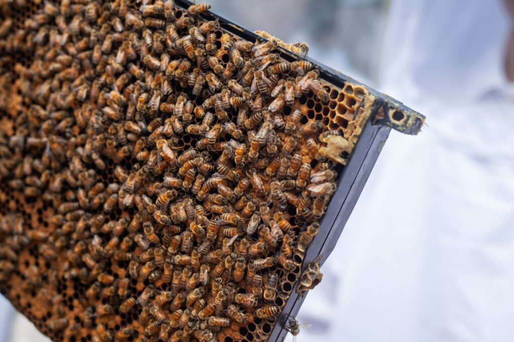 apiculture-comment-demarrer-une-nouvelle-colonie-dabeilles