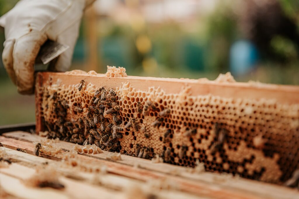 apiculture inspection-des-ruches