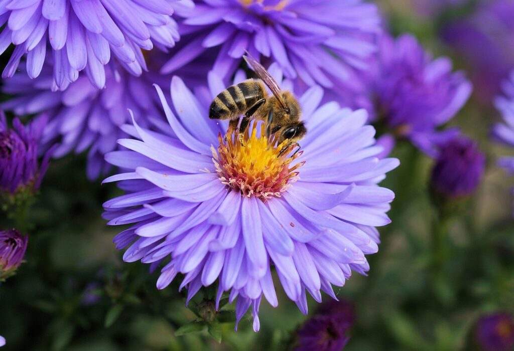 apiculture naturelle
