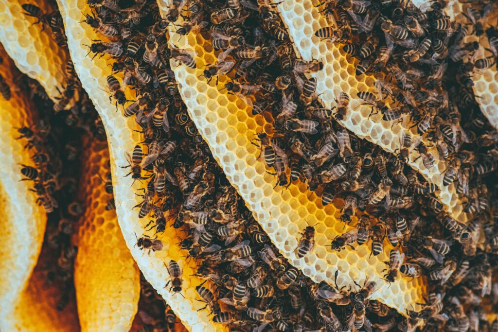 apiculture sans cadre ni fondation