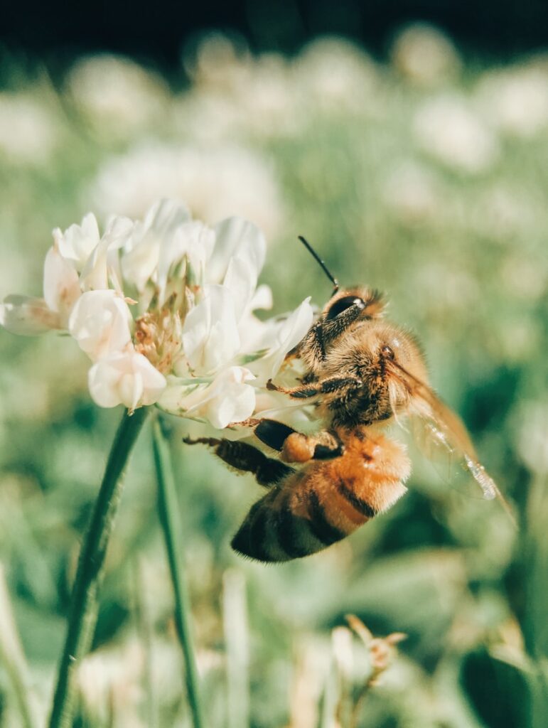 cas de la transhumance-abeille-apiculture