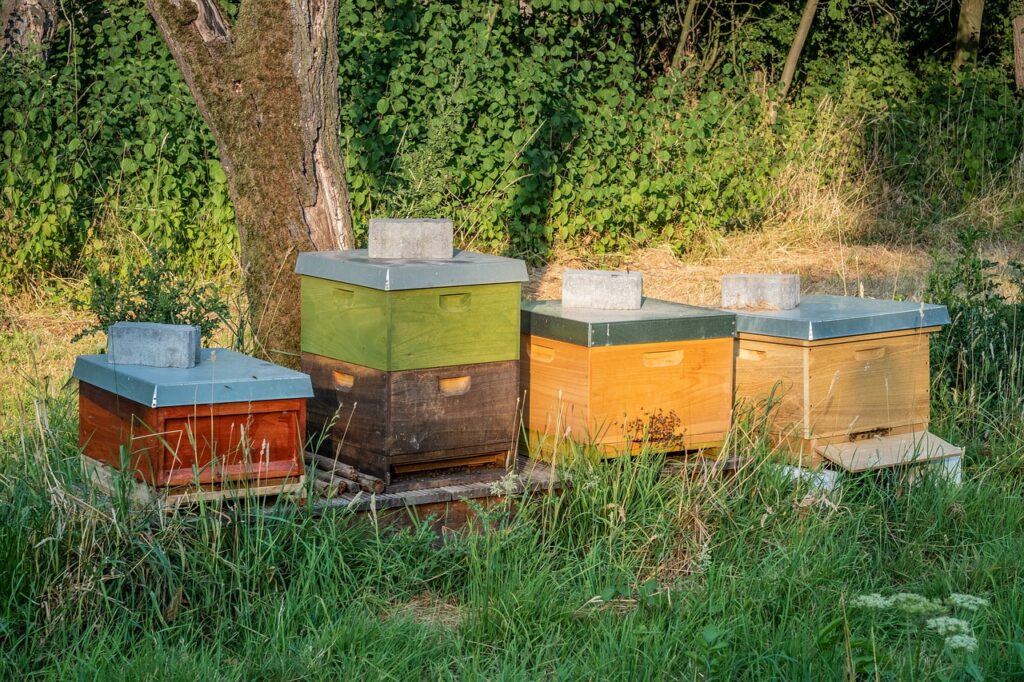 choisir-le-bon-environnement-pour-installer-une-ruche