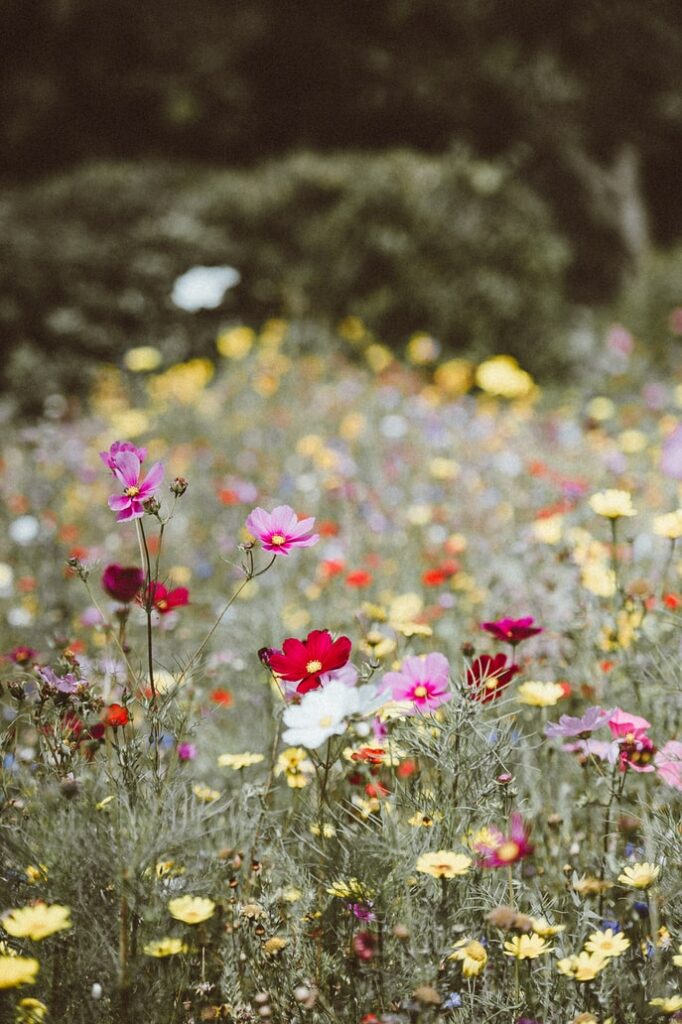 couvre-sol-creer-un-beau-tapis-de-fleurs