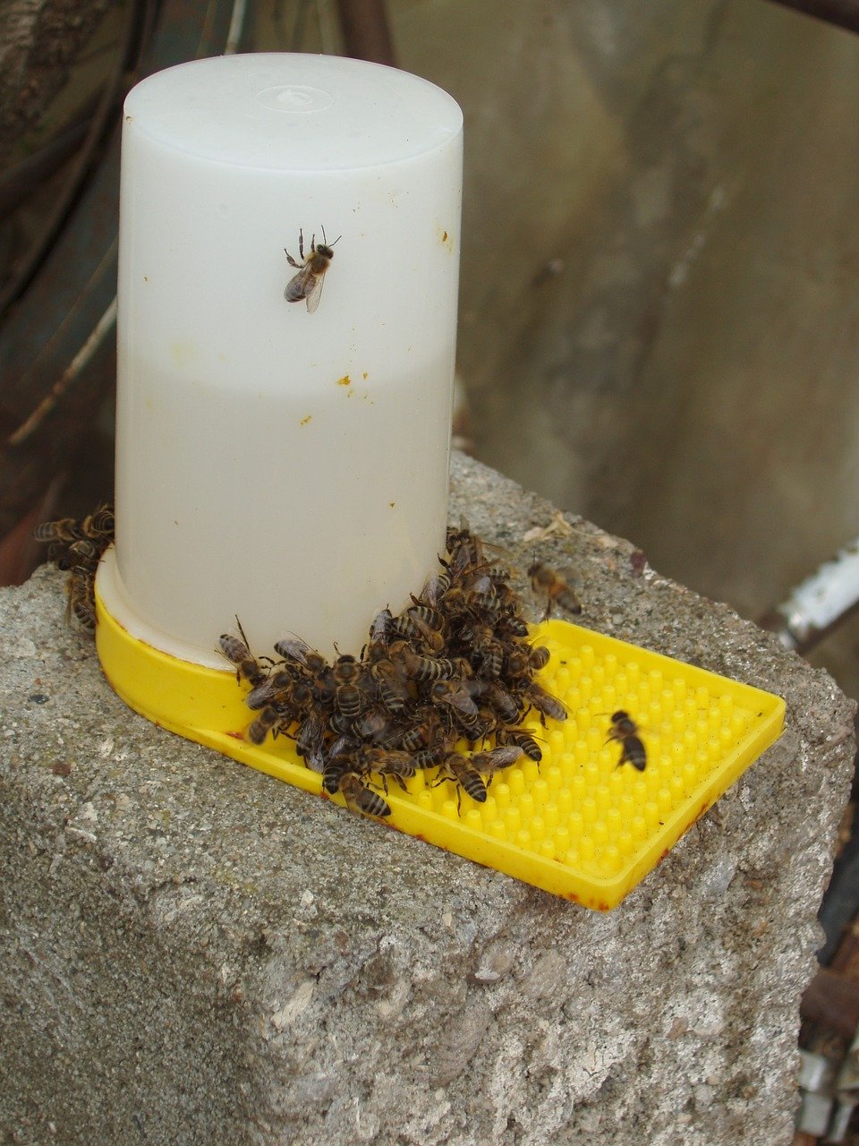 Les fourmis sont-elles un danger pour les abeilles et la ruche ?