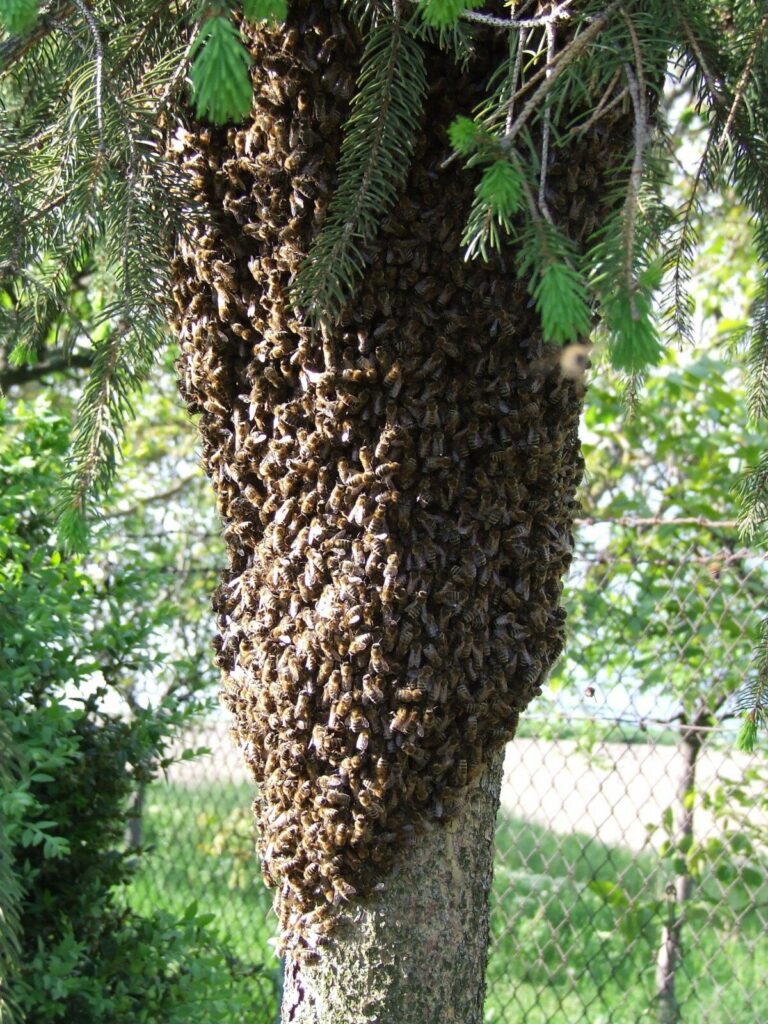apiculture-enlevement-essaim-est-ce-gratuit