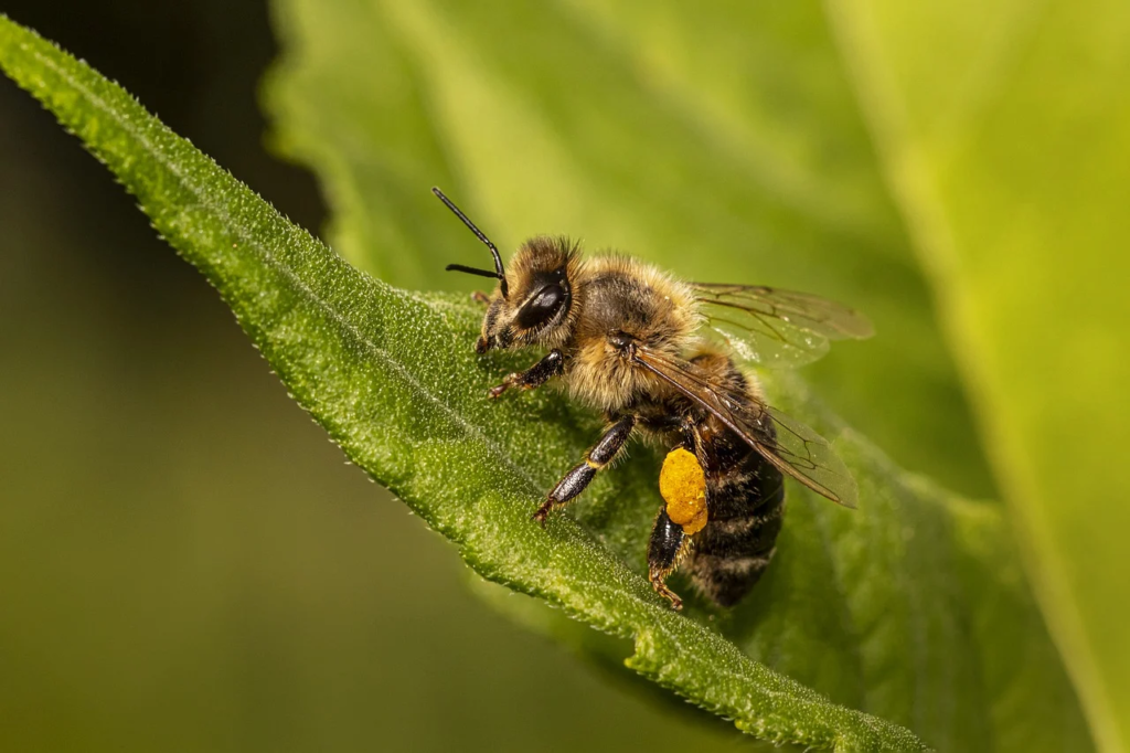 journee-mondiale-des-abeilles
