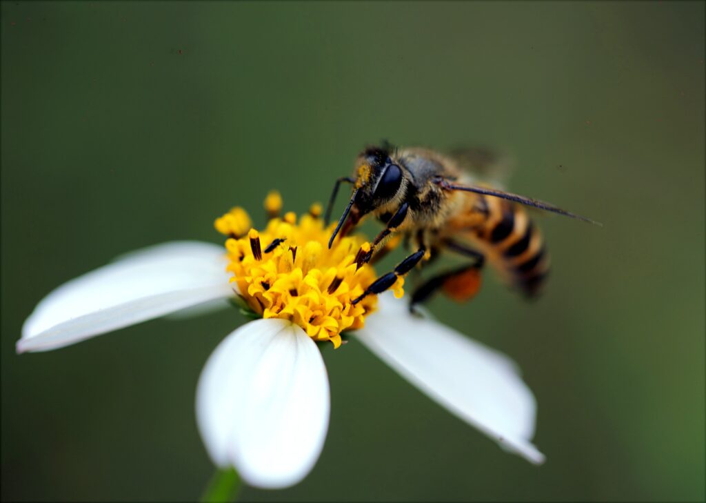 les-mauvaises-herbes-pas-si-mauvaises-abeilles-biodiversite