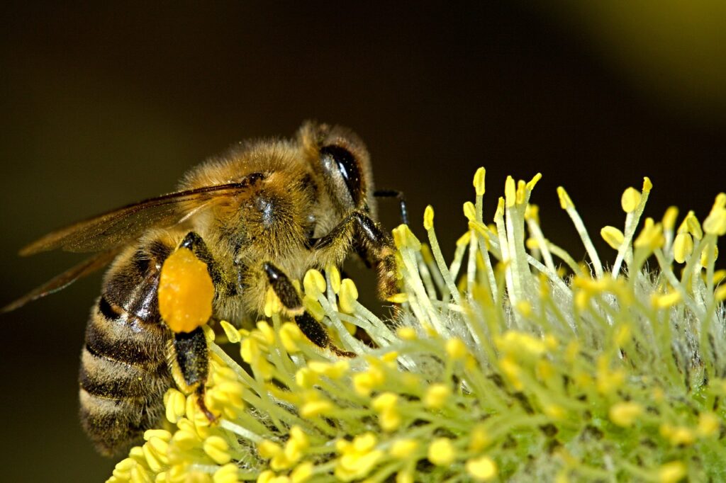 les-meilleures-plantes-melliferes-pour-vos-abeilles