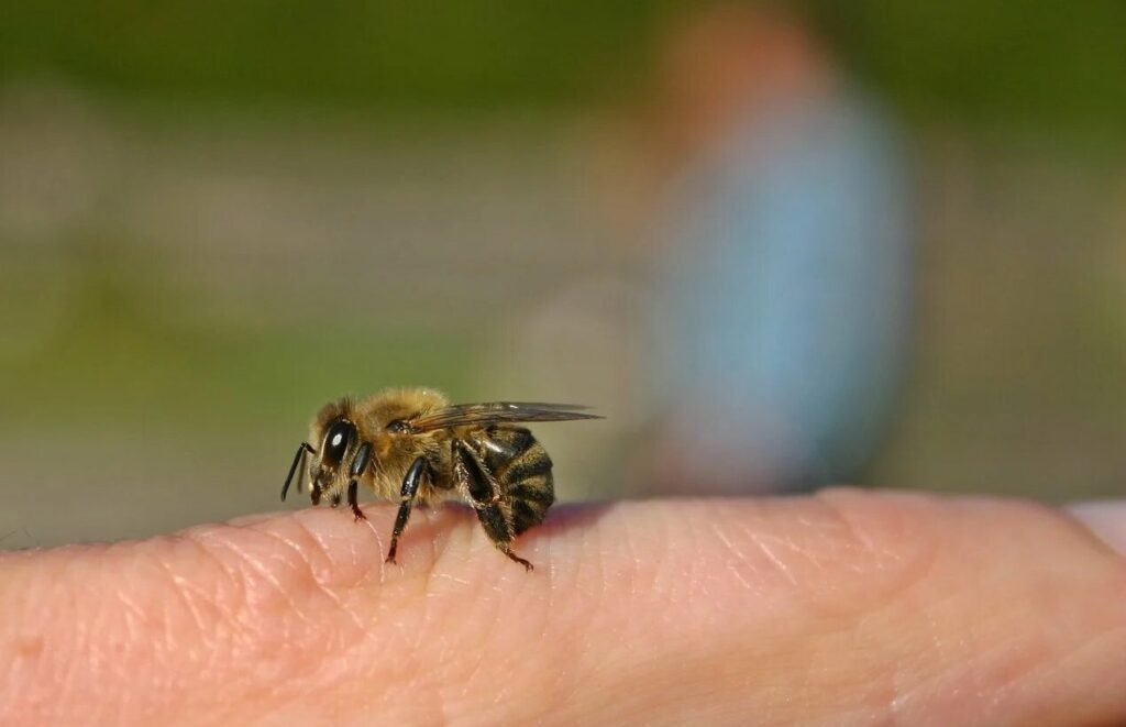 les-risques-lies-au-rucher-piqure d’abeille