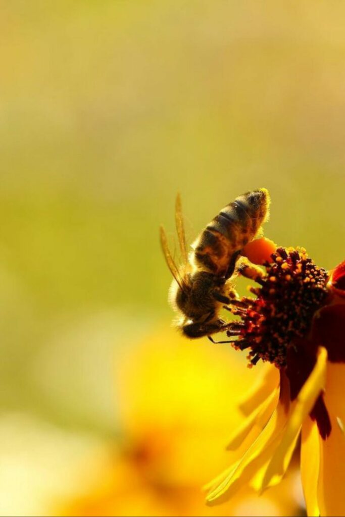 maladies-et-parasites-des-abeilles