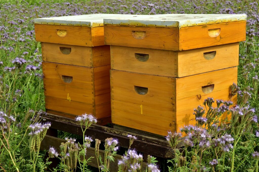 quand-aristote-se-penchait-sur-la-cite-ideale-des-abeilles