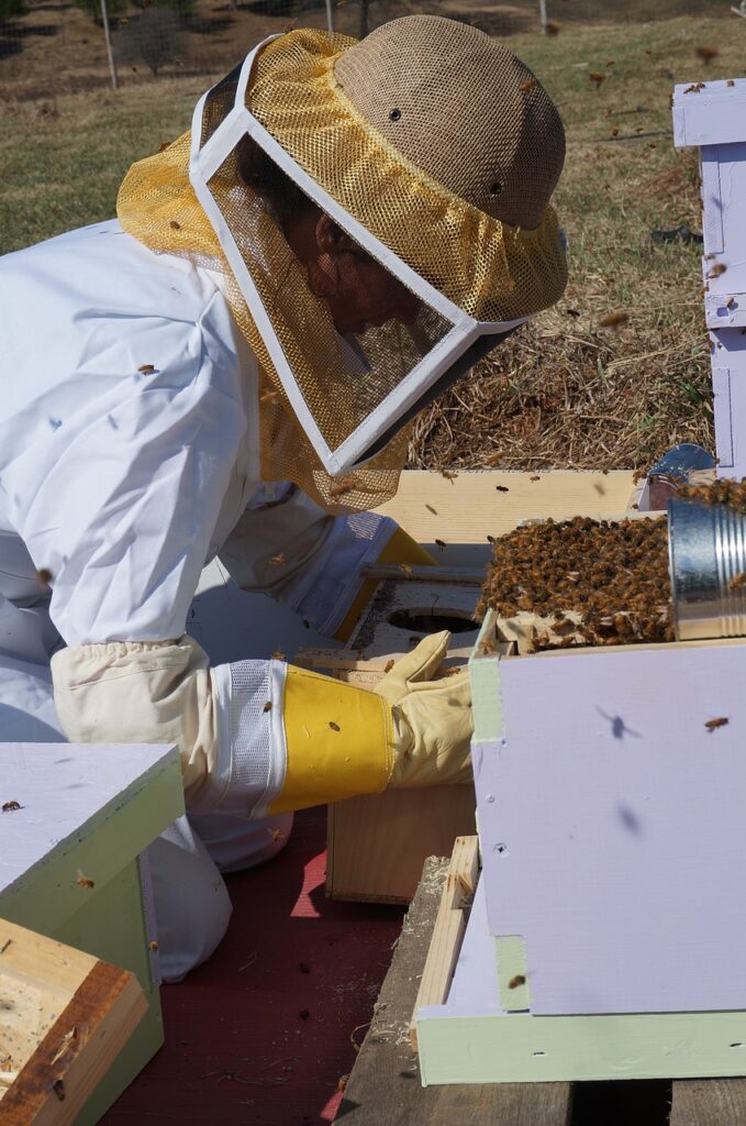 rassembler deux colonies d’abeilles