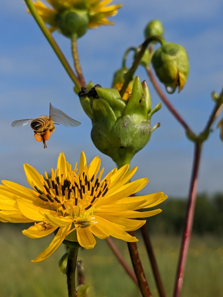 agrochimie-de-nouveaux-pesticides-genetiques-toxiques-les-abeilles