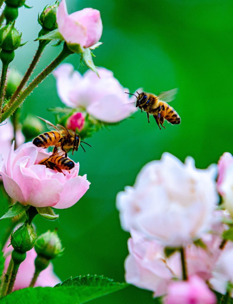 abeille-la-disparition-apres-la-reproduction