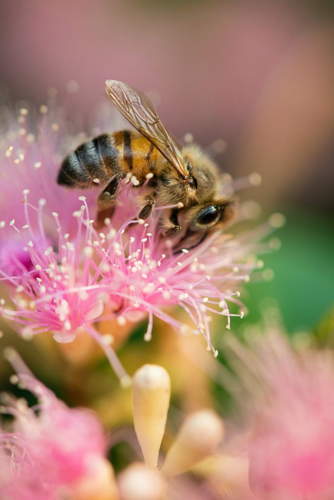 10-astuces-pour-un-jardin-respectueux-des-abeilles