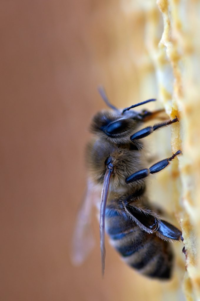10-faits-etonnants-sur-les-abeilles-melliferes