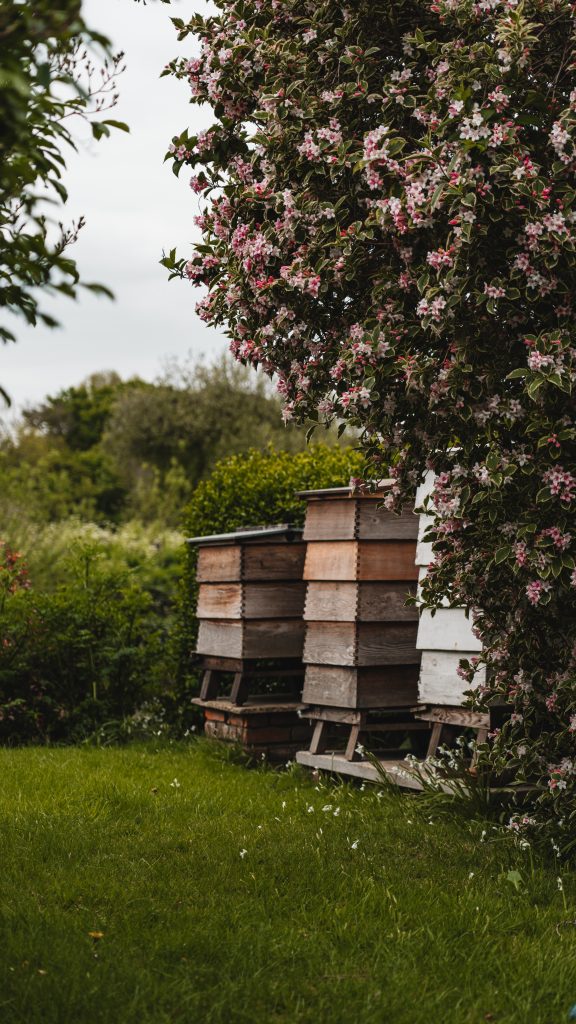 16-erreurs-en-apiculture-a-eviter-absolument