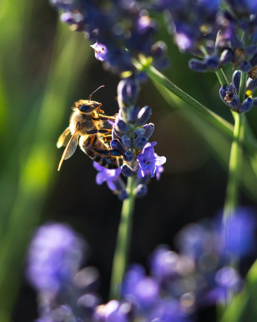 5-faits-surprenants-sur-les-abeilles
