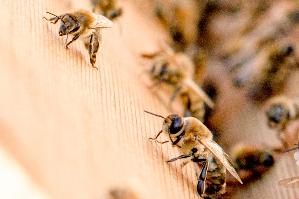 7-conseils-pour-le-bien-etre-des-abeilles
