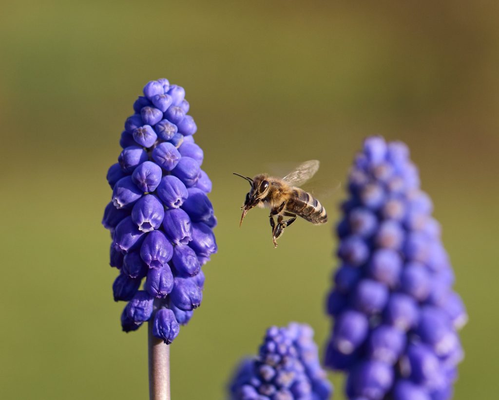 abeille-un-taux-de-reproduction-limite