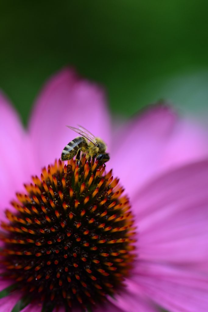 abeilles-en-danger-comment-leur-porter-secours