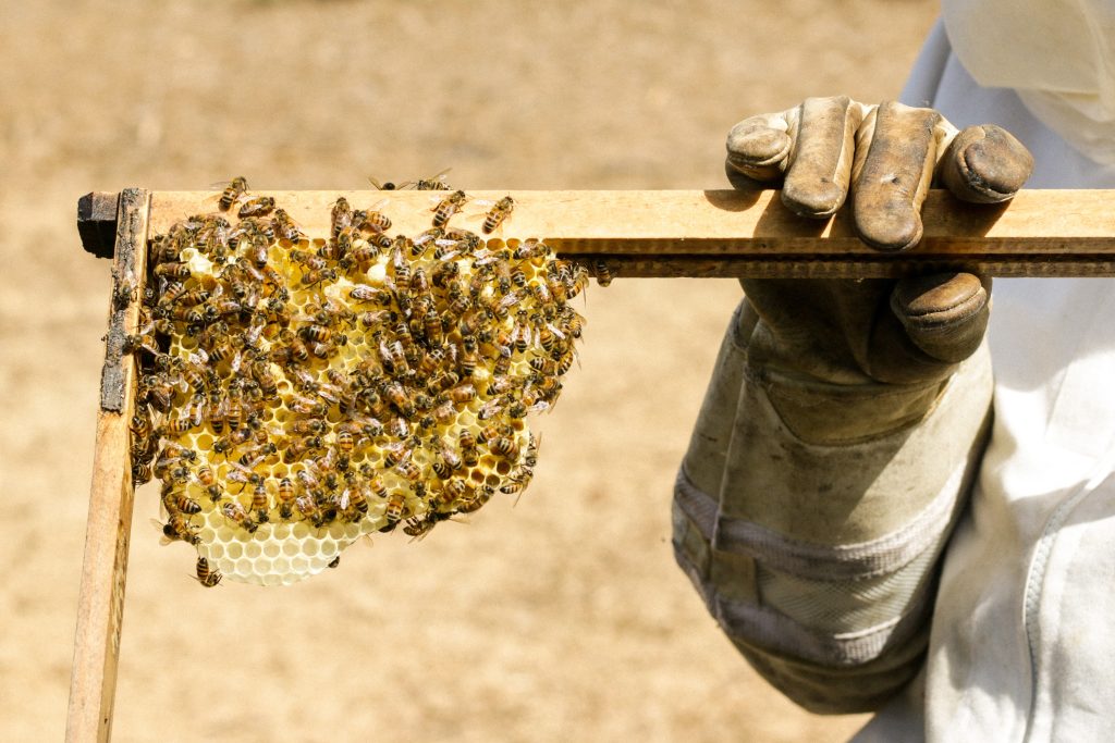 apiculteur-bien-choisir-son-equipement