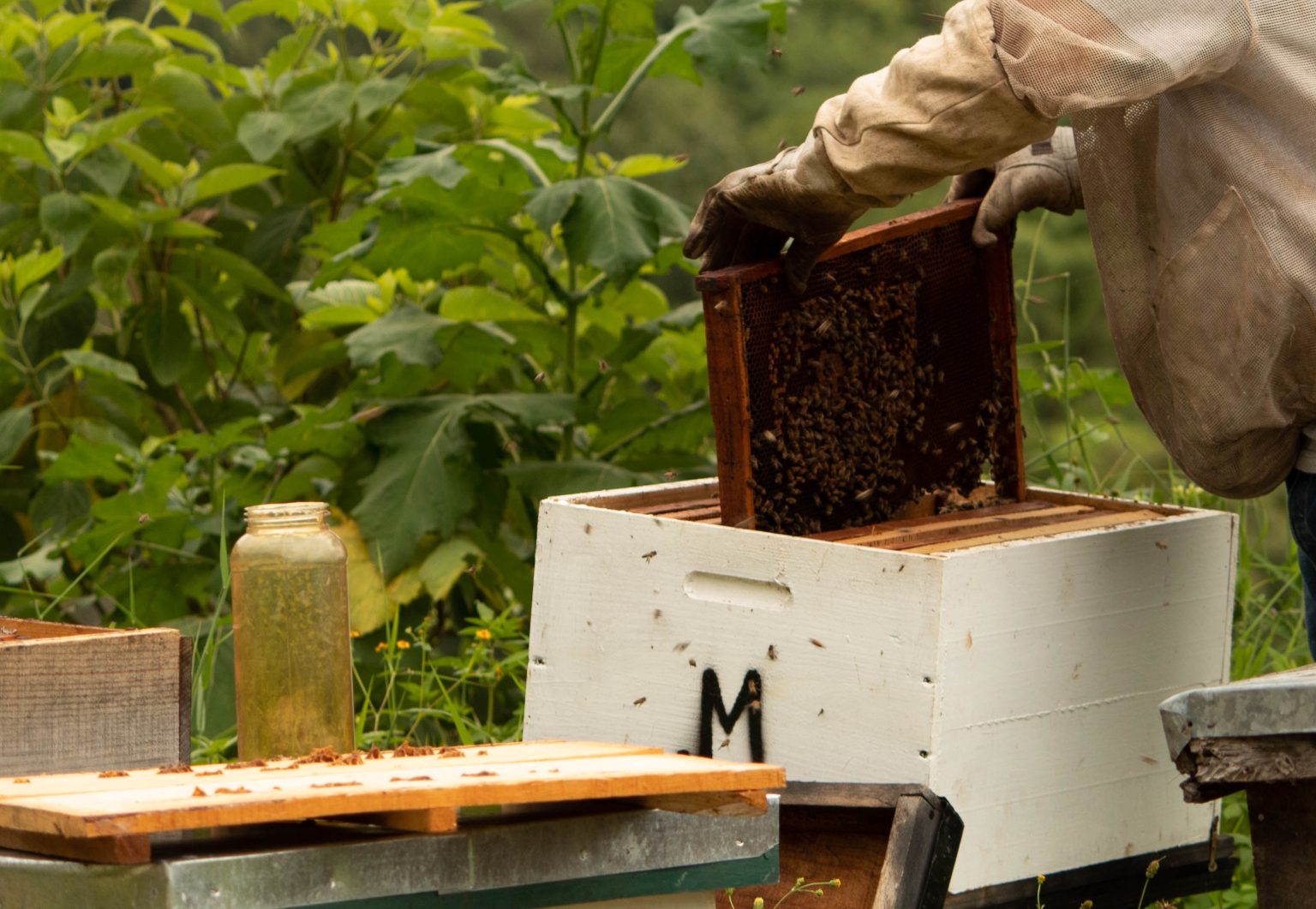 Les Ruches apiculture : combien de ruches pour débuter ? - Les abeilles et l ...