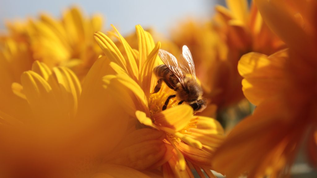 apiculture-impact-des-changements-climatiques