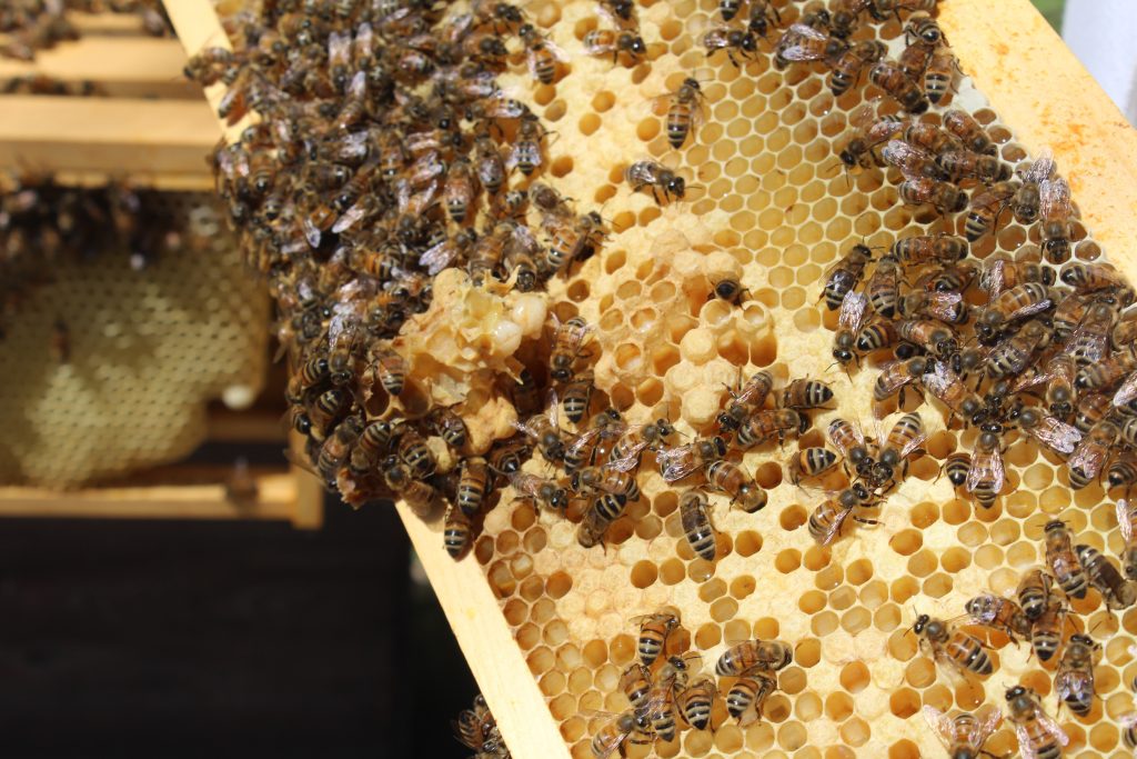 assurance-des-ruches