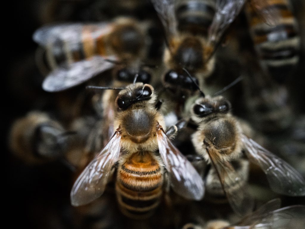 causes-de-la-mortalite-des-abeilles-en-hiver