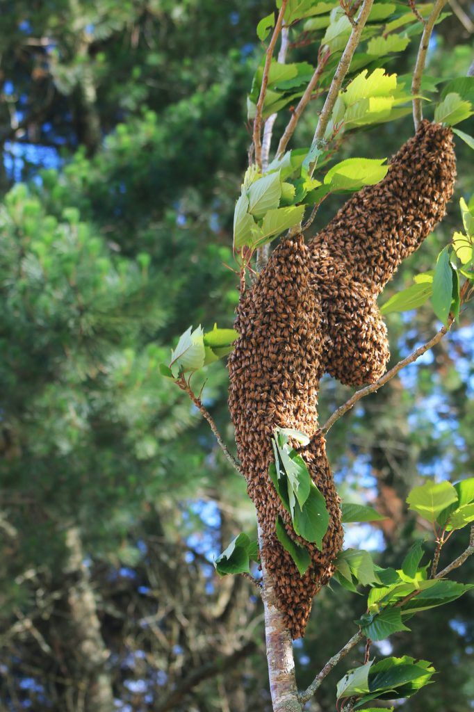 comment-eviter-essaimage-des-abeilles